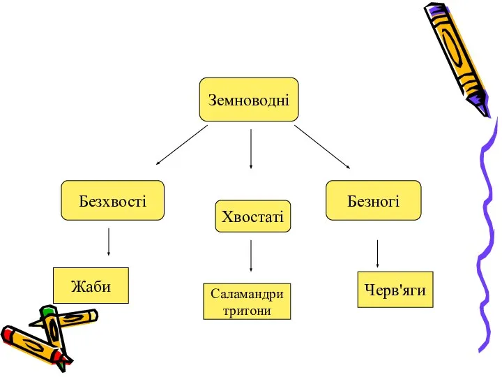 Земноводні Безхвості Хвостаті Безногі Жаби Саламандри тритони Черв'яги