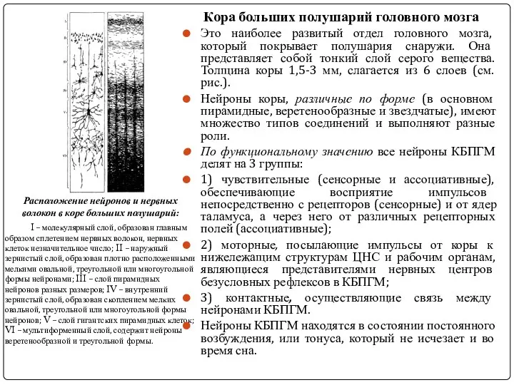 Расположение нейронов и нервных волокон в коре больших полушарий: I –