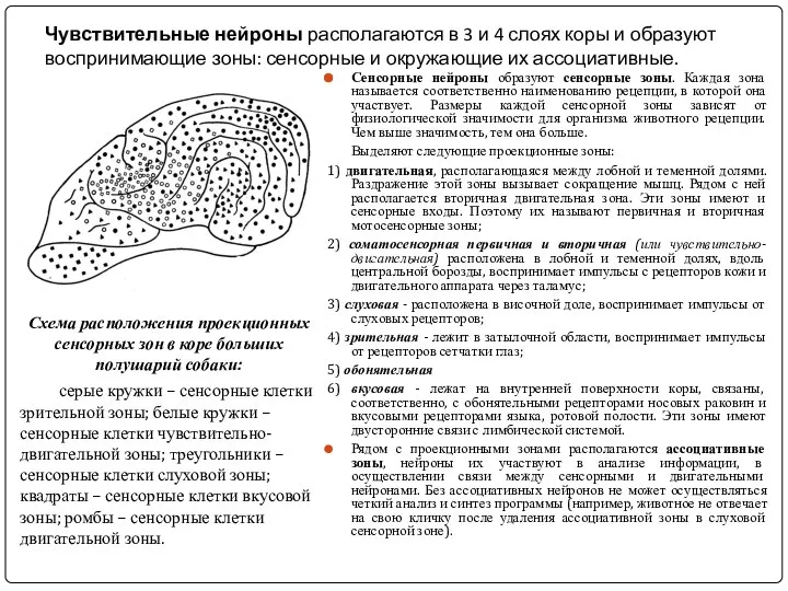 Чувствительные нейроны располагаются в 3 и 4 слоях коры и образуют