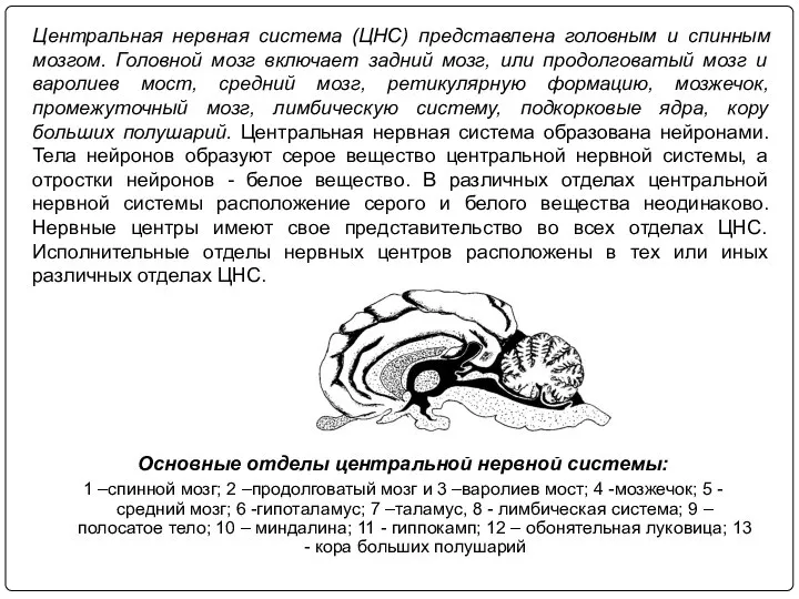 Центральная нервная система (ЦНС) представлена головным и спинным мозгом. Головной мозг