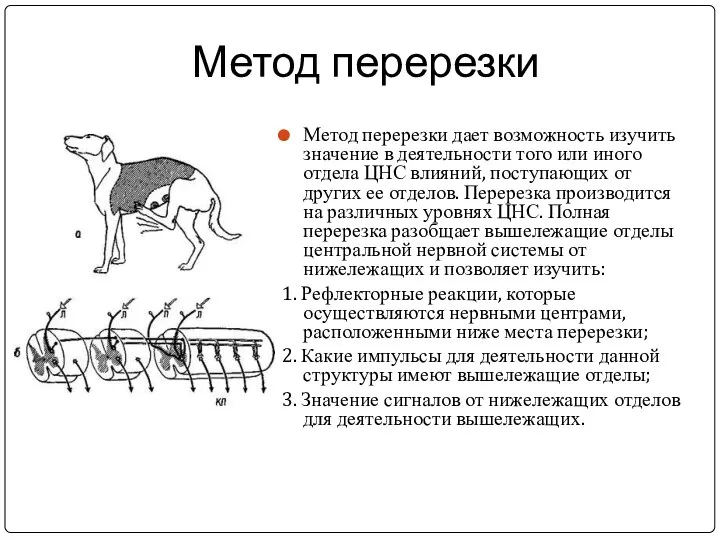 Метод перерезки Метод перерезки дает возможность изучить значение в деятельности того