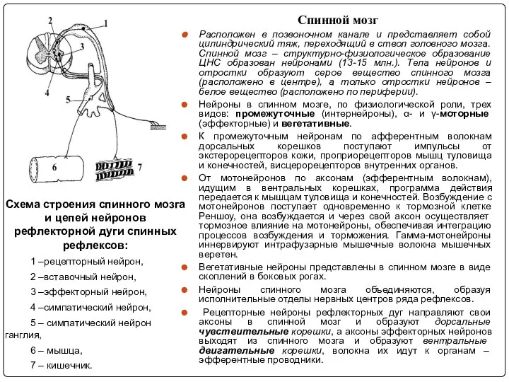 Схема строения спинного мозга и цепей нейронов рефлекторной дуги спинных рефлексов: