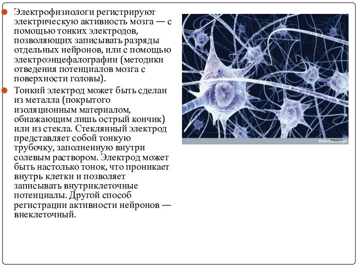 Электрофизиологи регистрируют электрическую активность мозга — с помощью тонких электродов, позволяющих