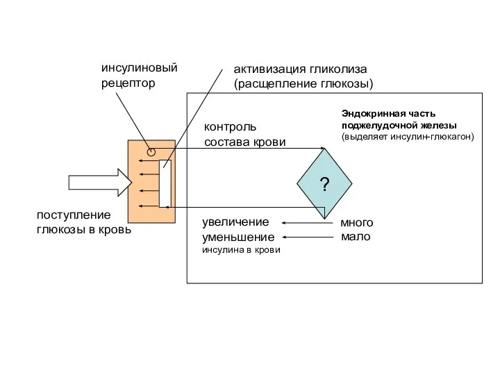 ? контроль состава крови увеличение уменьшение инсулина в крови активизация гликолиза