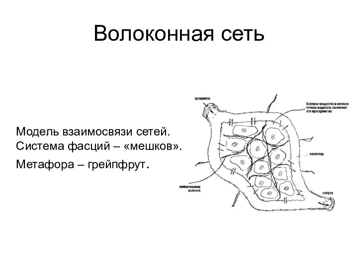 Модель взаимосвязи сетей. Система фасций – «мешков». Метафора – грейпфрут. Волоконная сеть