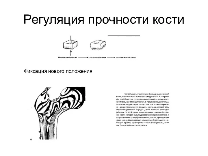 Регуляция прочности кости Фиксация нового положения