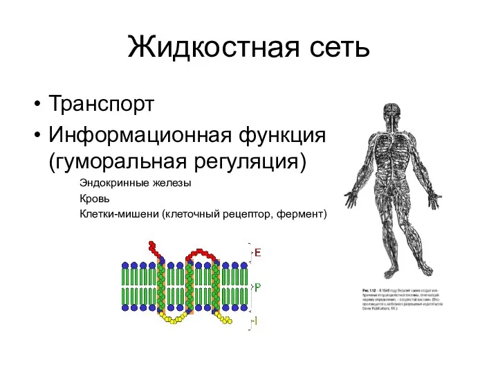 Жидкостная сеть Транспорт Информационная функция (гуморальная регуляция) Эндокринные железы Кровь Клетки-мишени (клеточный рецептор, фермент)