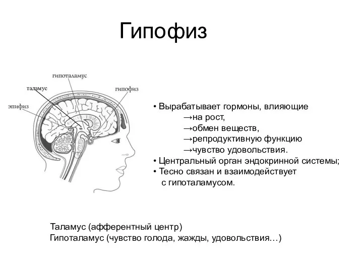 Гипофиз Вырабатывает гормоны, влияющие на рост, обмен веществ, репродуктивную функцию чувство