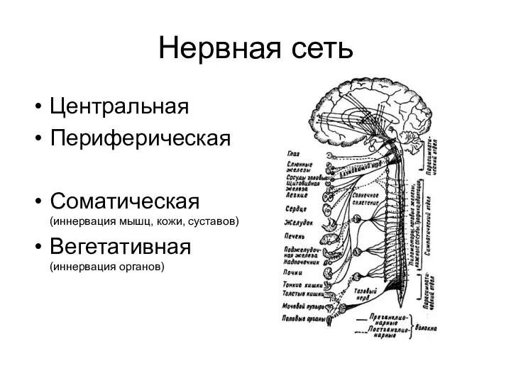 Нервная сеть Центральная Периферическая Соматическая (иннервация мышц, кожи, суставов) Вегетативная (иннервация органов)