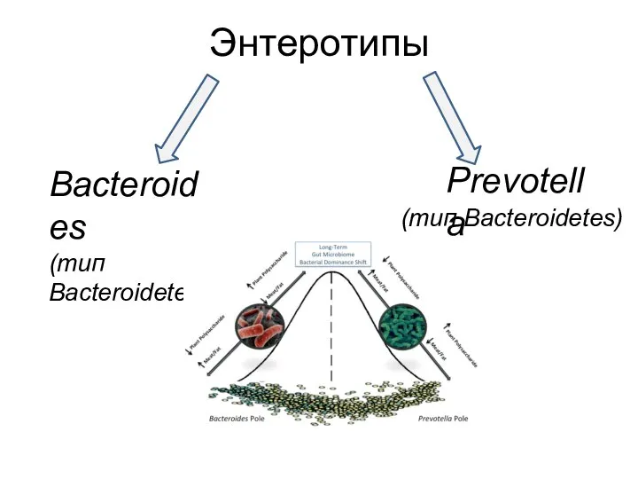 Энтеротипы Bacteroides (тип Bacteroidetes) Prevotella (тип Bacteroidetes)