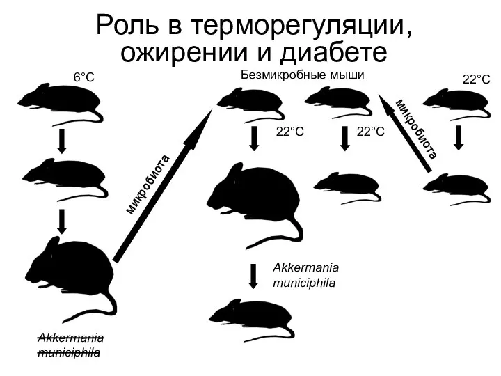 Роль в терморегуляции, ожирении и диабете 22°С микробиота Akkermania municiphila Akkermania