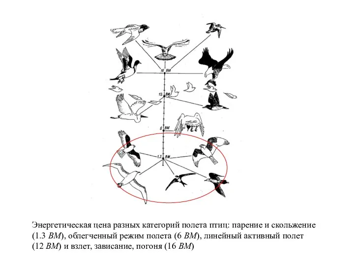 Энергетическая цена разных категорий полета птиц: парение и скольжение (1.3 ВМ),