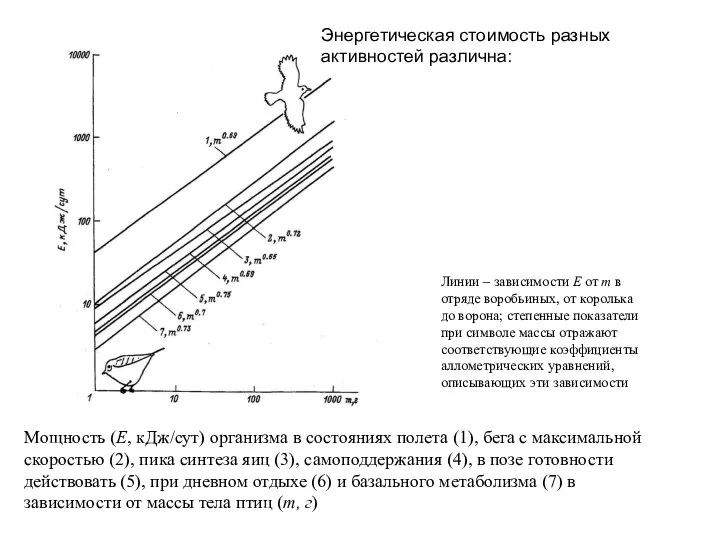 Мощность (Е, кДж/сут) организма в состояниях полета (1), бега с максимальной