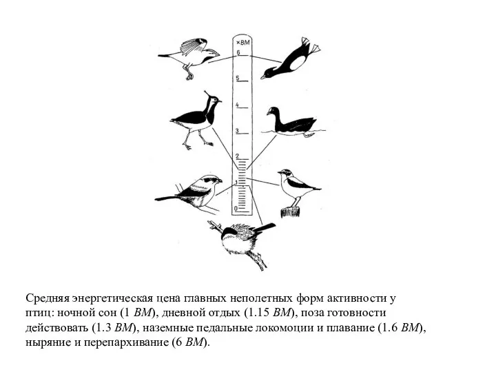 Средняя энергетическая цена главных неполетных форм активности у птиц: ночной сон