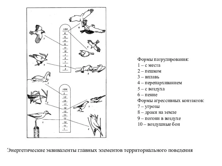 Энергетические эквиваленты главных элементов территориального поведения Формы патрулирования: 1 – с