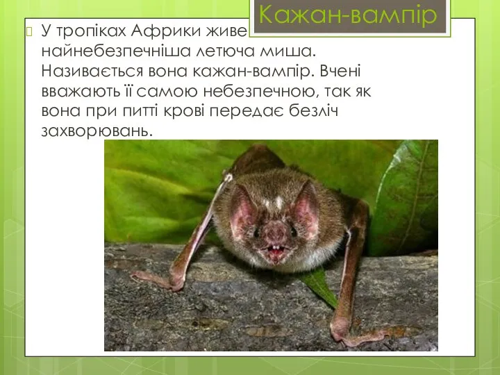 Кажан-вампір У тропіках Африки живе найнебезпечніша летюча миша. Називається вона кажан-вампір.