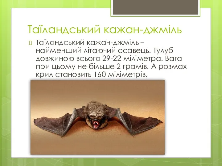 Таїландський кажан-джміль Таїландський кажан-джміль – найменший літаючий ссавець. Тулуб довжиною всього
