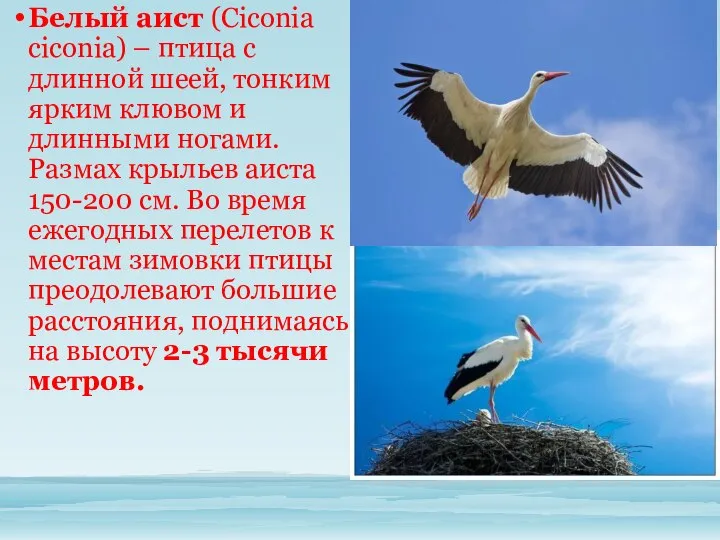 Белый аист (Ciconia ciconia) – птица с длинной шеей, тонким ярким