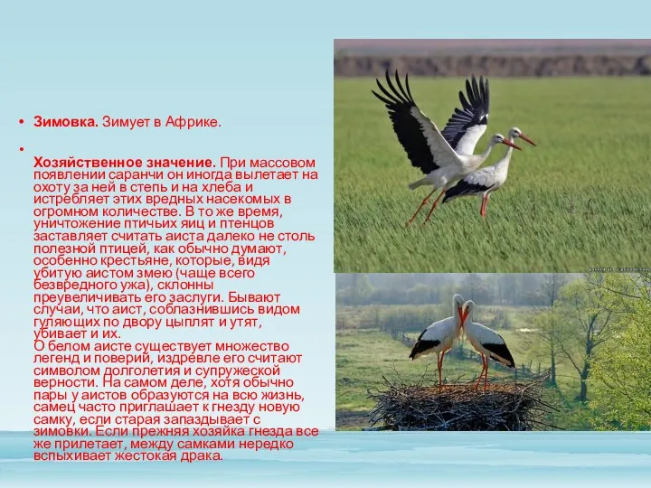 Зимовка. Зимует в Африке. Хозяйственное значение. При массовом появлении саранчи он