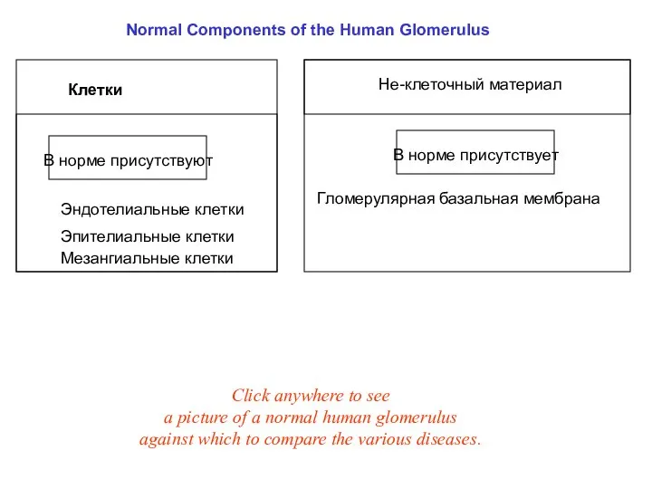 Клетки Эндотелиальные клетки В норме присутствуют Не-клеточный материал Мезангиальные клетки Эпителиальные