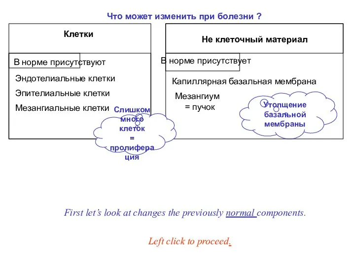 Клетки Эндотелиальные клетки В норме присутствуют Не клеточный материал Мезангиальные клетки