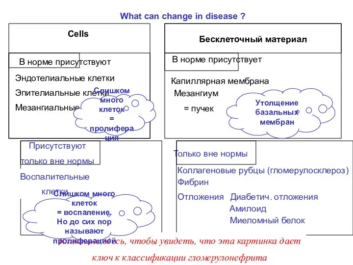 Cells Эндотелиальные клетки В норме присутствуют Бесклеточный материал Мезангиальные клетки Эпителиальные