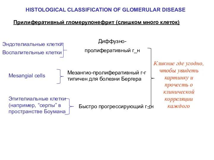 Эпителиальные клетки (например, “серпы” в пространстве Боумана Диффузно- пролиферативный г_н Прилиферативный
