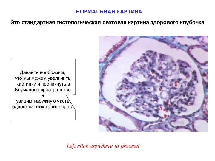 Это стандартная гистологическая световая картина здорового клубочка Давайте вообразим, что мы