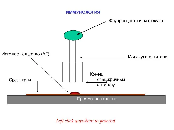 ИММУНОЛОГИЯ Молекула антитела Конец, специфичный антигену Флуоресцентная молекула Искомое вещество (АГ)