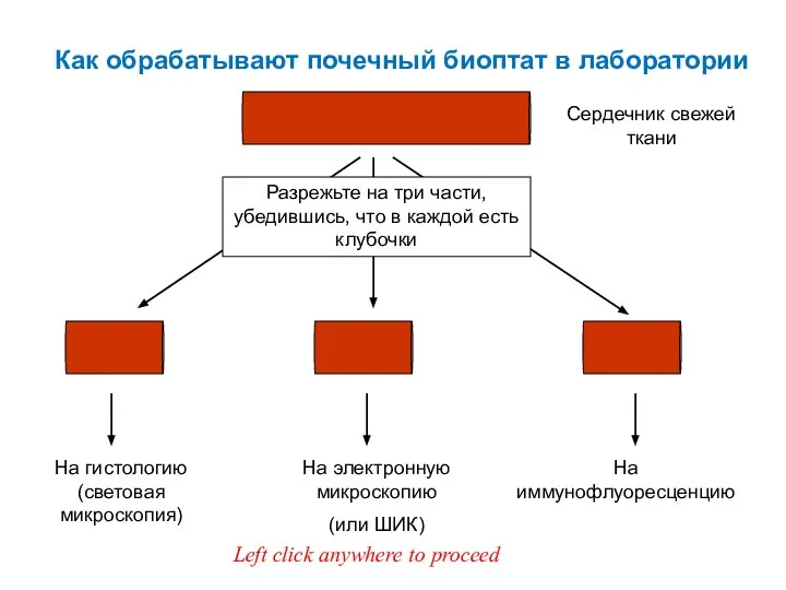 Как обрабатывают почечный биоптат в лаборатории На гистологию (световая микроскопия) На