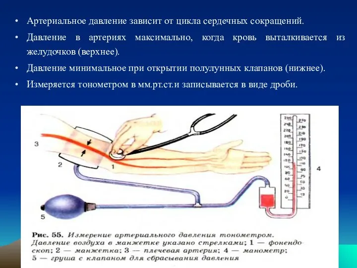 Артериальное давление зависит от цикла сердечных сокращений. Давление в артериях максимально,