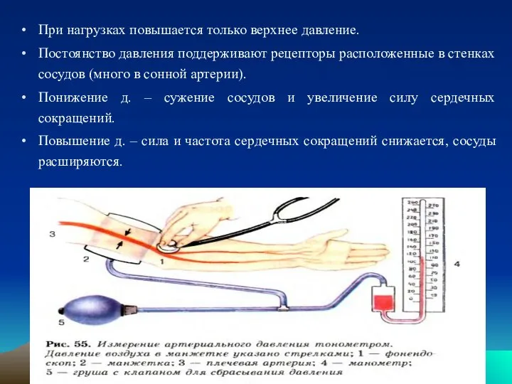 При нагрузках повышается только верхнее давление. Постоянство давления поддерживают рецепторы расположенные