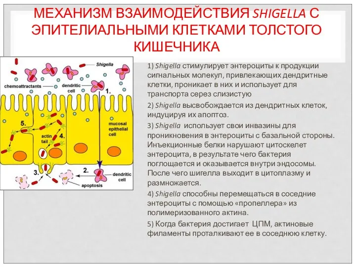 МЕХАНИЗМ ВЗАИМОДЕЙСТВИЯ SHIGELLA С ЭПИТЕЛИАЛЬНЫМИ КЛЕТКАМИ ТОЛСТОГО КИШЕЧНИКА 1) Shigella стимулирует