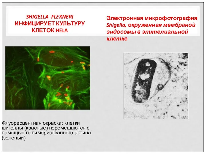 SHIGELLA FLEXNERI ИНФИЦИРУЕТ КУЛЬТУРУ КЛЕТОК HELA Флуоресцентная окраска: клетки шигеллы (красные)