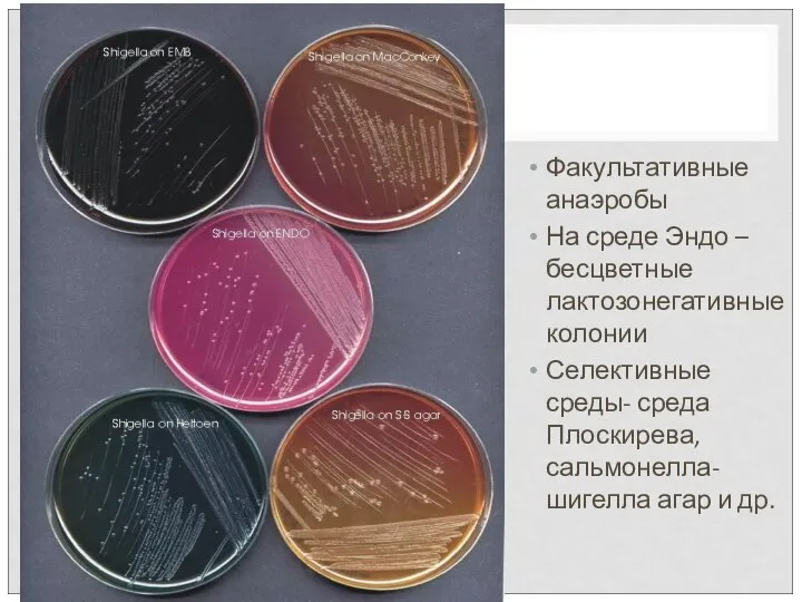 Факультативные анаэробы На среде Эндо – бесцветные лактозонегативные колонии Селективные среды-