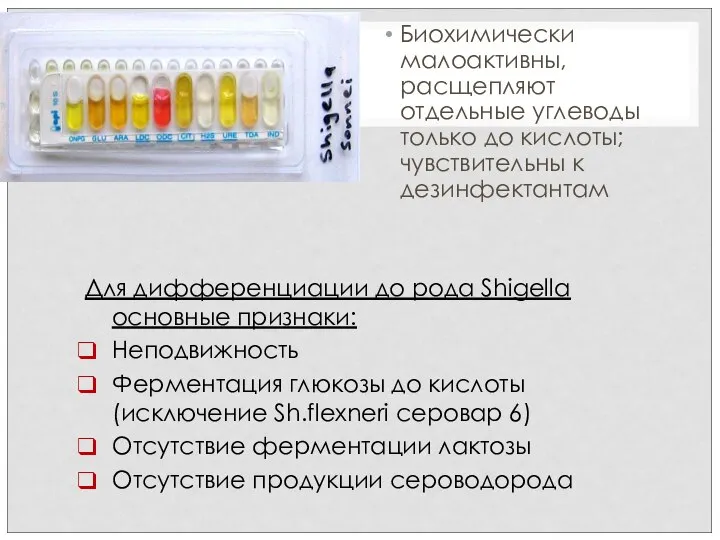 Биохимически малоактивны, расщепляют отдельные углеводы только до кислоты; чувствительны к дезинфектантам