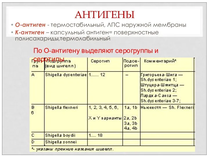 АНТИГЕНЫ О-антиген - термостабильный, ЛПС наружной мембраны К-антиген – капсульный антиген=