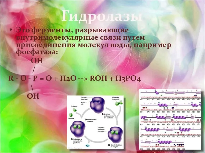 Гидролазы Это ферменты, разрывающие внутримолекулярные связи путем присоединения молекул воды, например