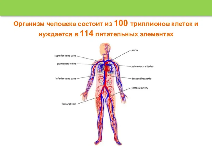 Организм человека состоит из 100 триллионов клеток и нуждается в 114 питательных элементах