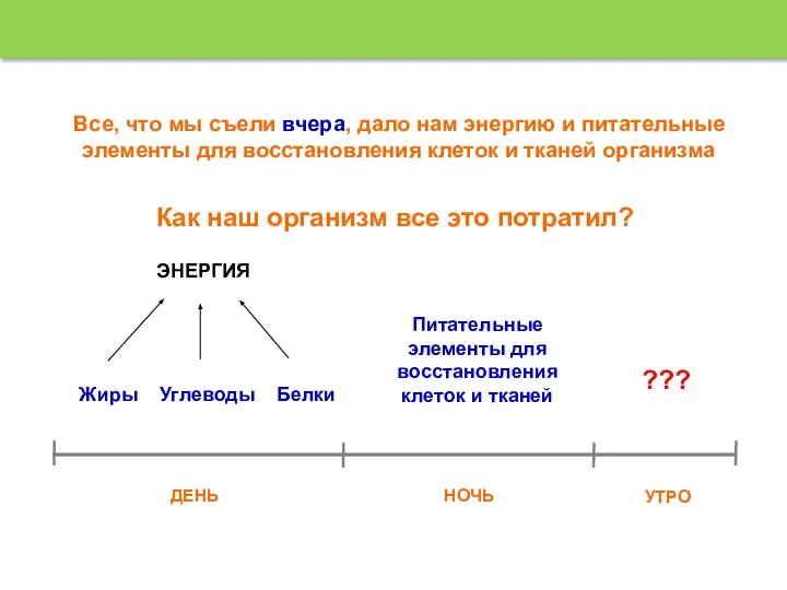 Все, что мы съели вчера, дало нам энергию и питательные элементы