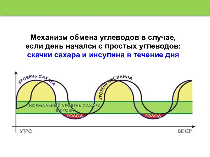 Механизм обмена углеводов в случае, если день начался с простых углеводов: