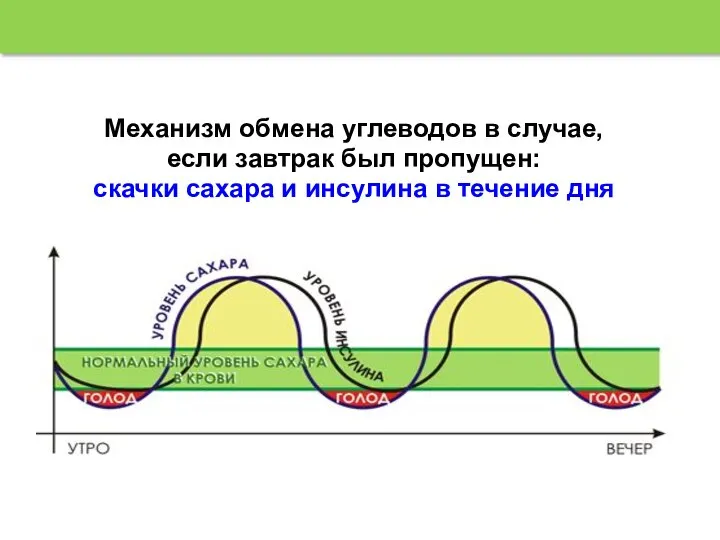 Механизм обмена углеводов в случае, если завтрак был пропущен: скачки сахара и инсулина в течение дня