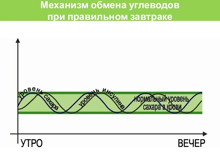 Механизм обмена углеводов при правильном завтраке