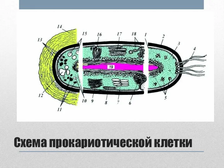 Схема прокариотической клетки