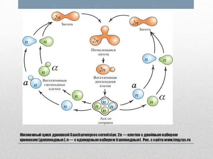 Жизненный цикл дрожжей Saccharomyces cerevisiae. 2n — клетки с двойным набором