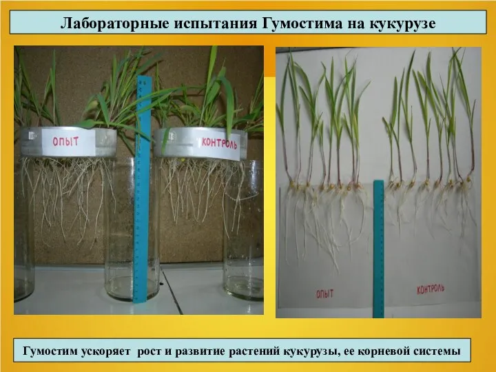 Лабораторные испытания Гумостима на кукурузе Гумостим ускоряет рост и развитие растений кукурузы, ее корневой системы