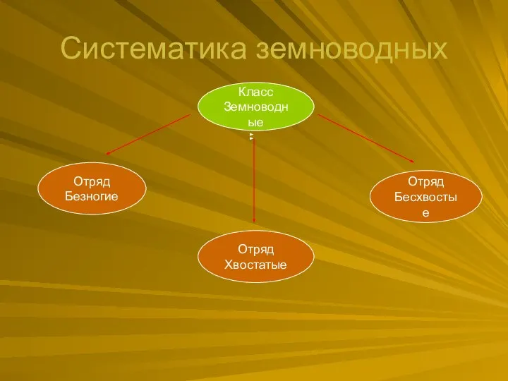 Систематика земноводных Класс Земноводные Отряд Безногие Отряд Хвостатые Отряд Бесхвостые