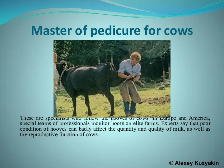 Master of pedicure for cows These are specialists who follow the