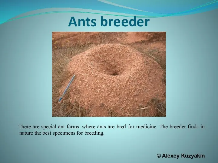 Ants breeder There are special ant farms, where ants are bred