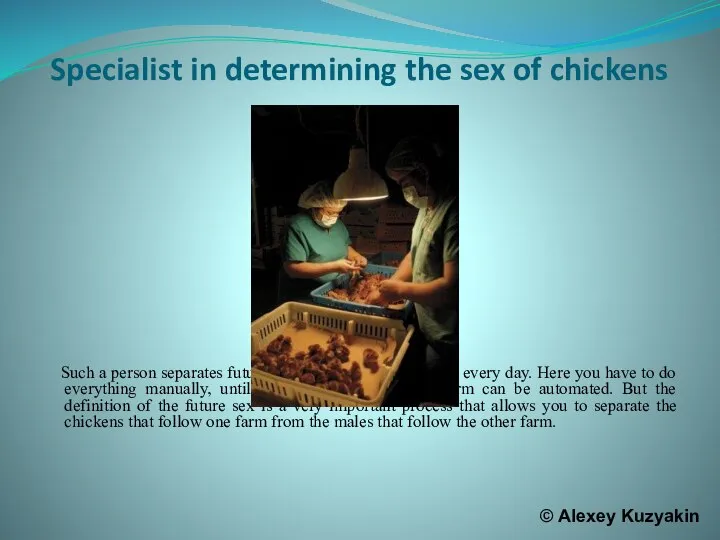 Specialist in determining the sex of chickens Such a person separates